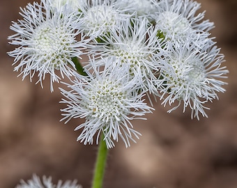 Ageratum Mexicanum - Ageratum White seed