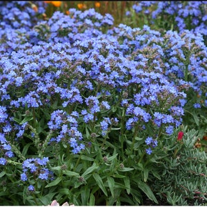 Anchusa Capensis Blue Angel Bugloss seed image 6