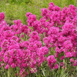 Lychnis Viscaria Sticky Catchfly seed image 1