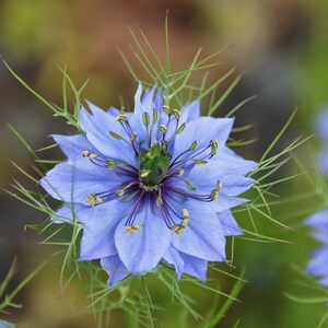 Nigella Damascena Love in the Mist Jewels Indigo Seed - Etsy