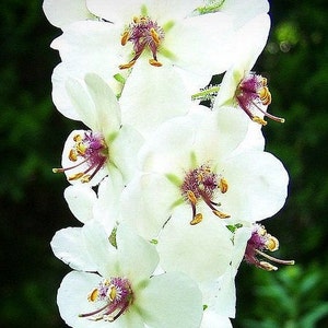 Verbascum Blattaria Alba White Blush Seed image 1