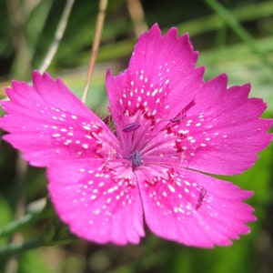 Dianthus Deltoides Maiden Pink seed image 4