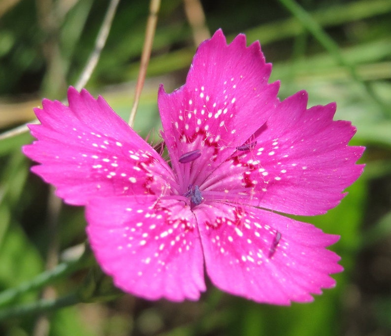 Dianthus Deltoides Maiden Pink seed image 4