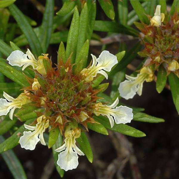 Teucrium montanum seed