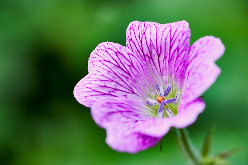 Geranium Bohemicum seed image 1