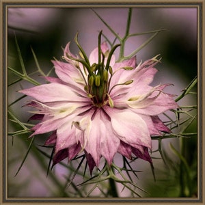 Nigella Damascena Love in the MIst Jewels Rose seed image 3