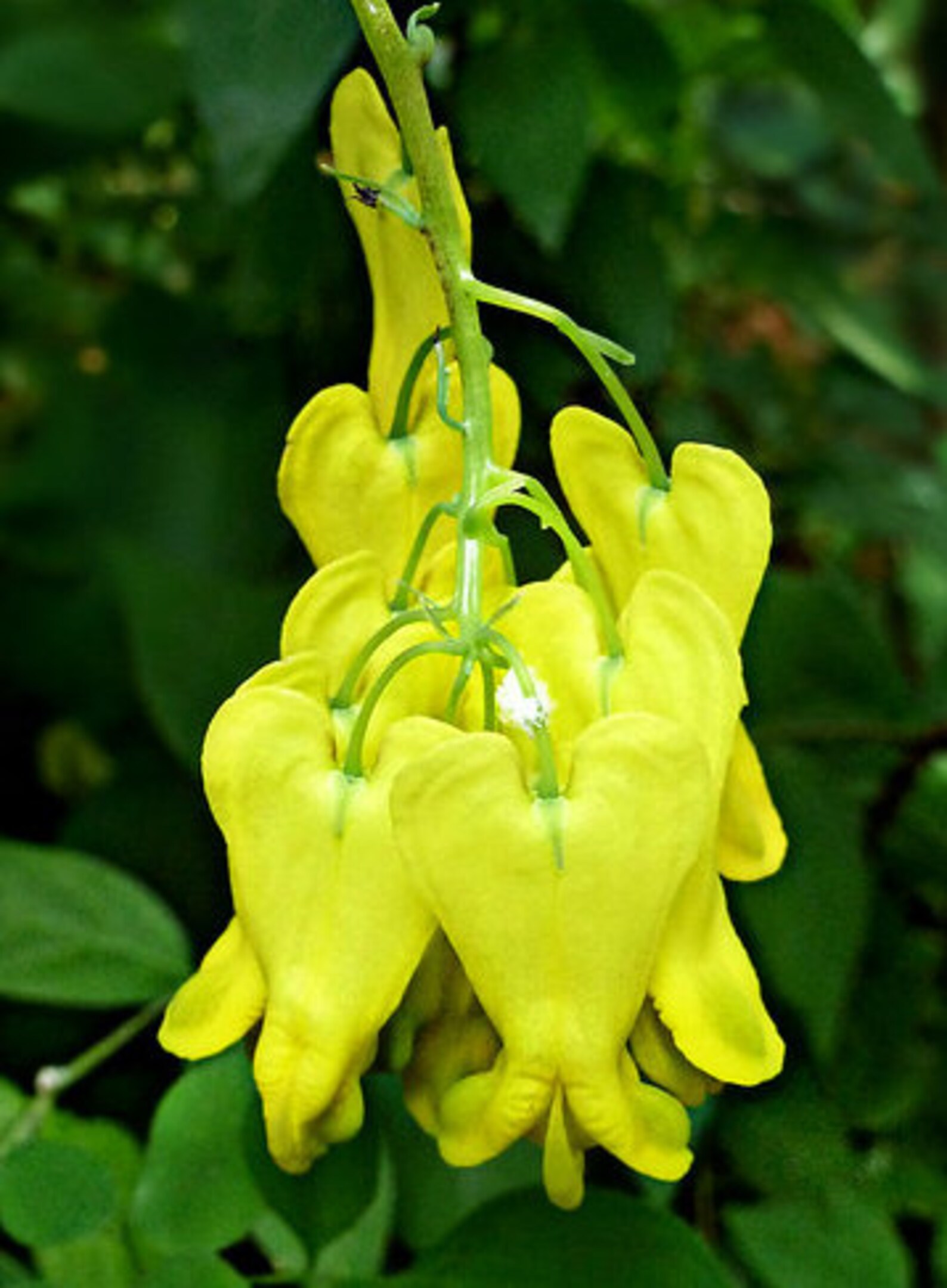 Dicentra Scandens Yellow Bleeding Heart Vine seed only 75 Etsy
