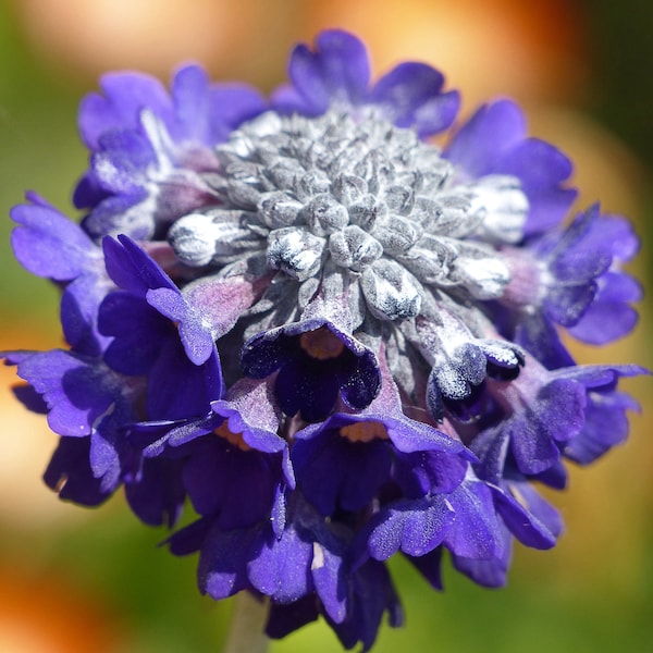 Primula Overload mix seed