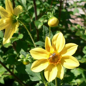 Dahlia Variabilis - Mignon Mix seed