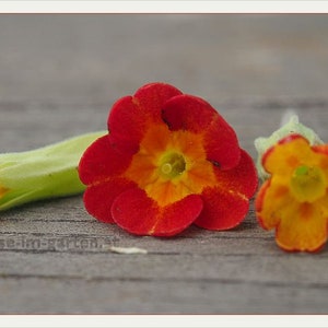 Primula Veris - Sunset Shades seed