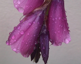 Dierama - Blackberry Bells seed