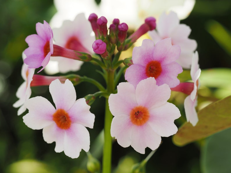 Primula Japonica Apple Blossom seed image 5