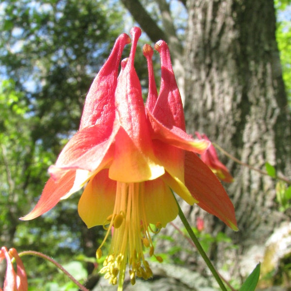 Aquilegia Canadensis - Wild Columbine seed