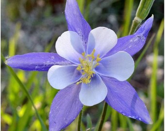 Aquilegia caerulea– hybr. Heavenly Blue seed