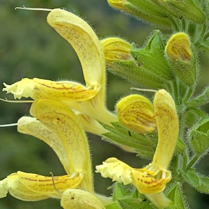Salvia Glutinosa - Sticky Sage seed