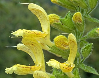 Salvia Glutinosa - Sticky Sage seed