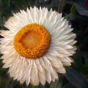 Helichrysum Bracteatum Strawflower Mix seed image 2