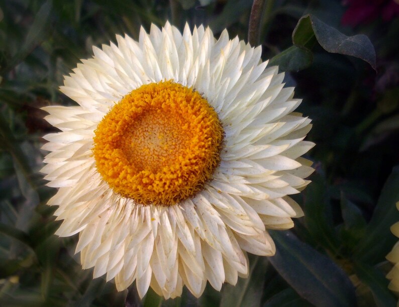 Helichrysum Bracteatum Strawflower Mix seed image 2