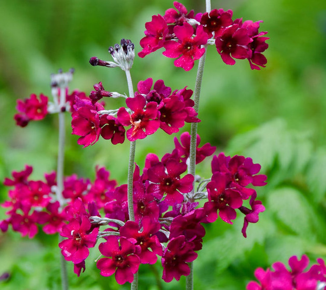 Primula Beesiana Candelabra Primrose Seed Etsy