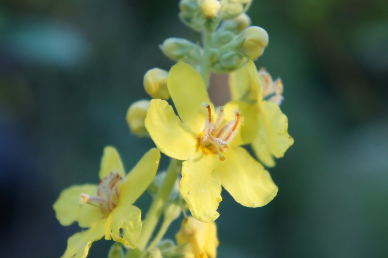 Verbascum Bombyciferum - Giant Silver Mullein seed