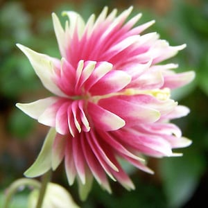 Aquilegia Vulgaris - Nora Barlow rosa Samen