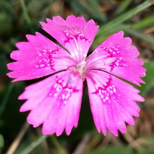 Dianthus Deltoides Maiden Pink seed image 1
