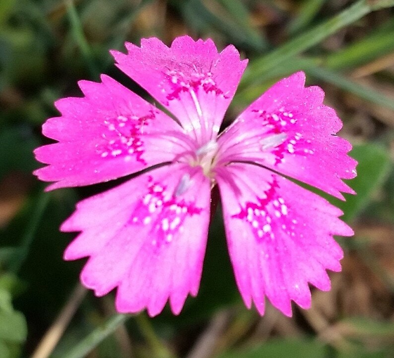 Dianthus Deltoides Maiden Pink seed image 1