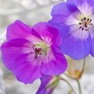 Geranium Pratense Mixed Colors seed