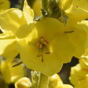Verbascum Densiflorum – Dense-Flower Mullein seed
