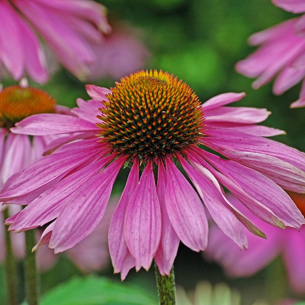 Echinacea purpurea - Purple Coneflower seed