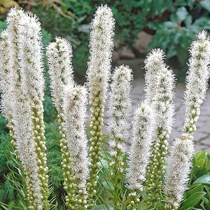 Liatris Spicata Floristan white seed image 1