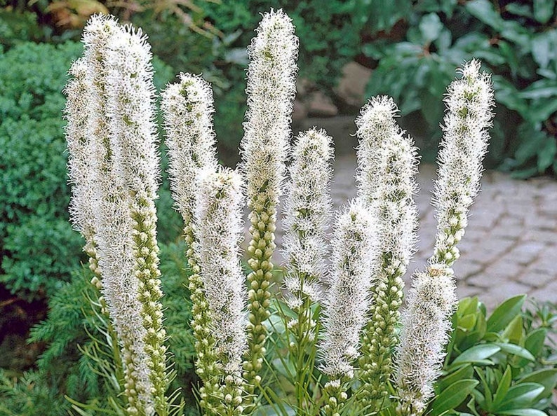 Liatris Spicata Floristan white seed image 1