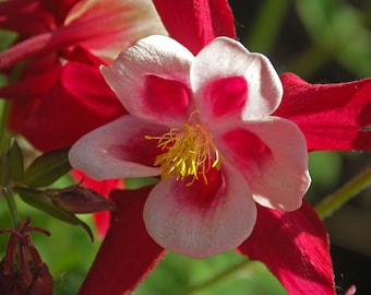 Aquilegia Caerulea - Crimson Star seed