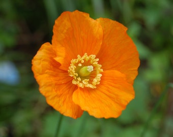 Poppy Meconopsis Cambrica - Frances Perry seed