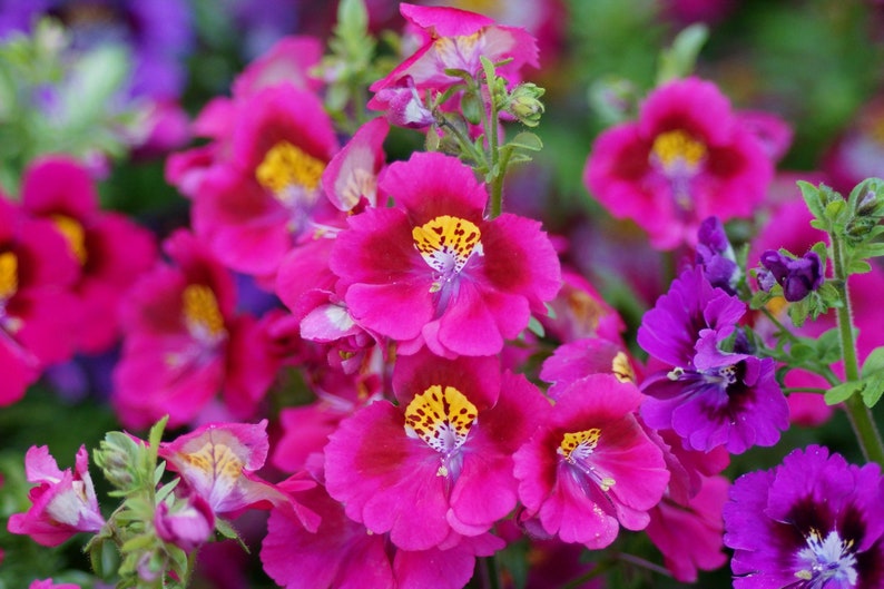 Schizanthus X Wisetonensis Angel Wings Butterfly Flower Mix Etsy