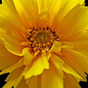 Coreopsis grandiflora - Early Sunrise seed