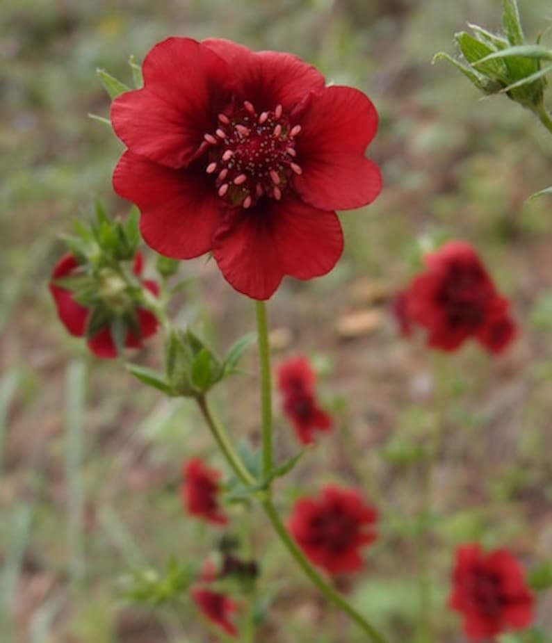 Potentilla Thurberi seed image 4