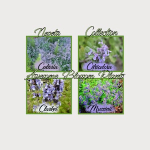 Pick a 4 Pack of Nepeta seed