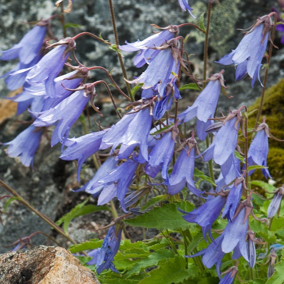 Semillas De Campanilla Sperli 85459 - Enredadera Violeta, Para Balcones Y Paredes