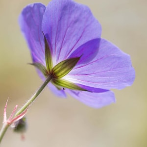 Geranium pratense - Purple-Haze seed