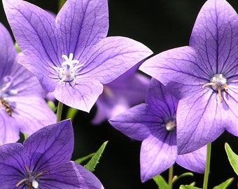 Platycodon Grandiflorus - Balloon Flower Blue seed