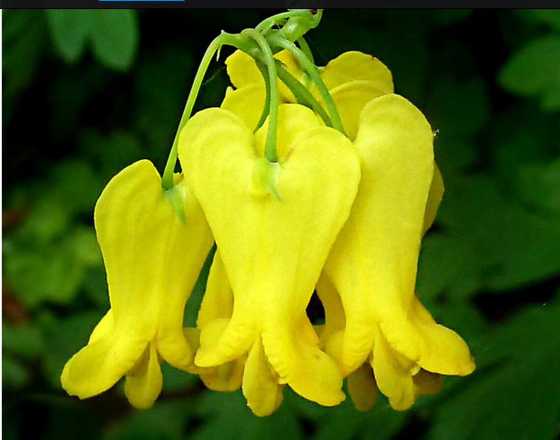 Dicentra Scandens Yellow Bleeding Heart Vine Seed Etsy