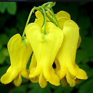 Dicentra Scandens – Yellow Bleeding Heart Vine seed