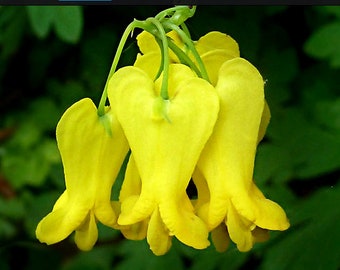 Dicentra Scandens – Yellow Bleeding Heart Vine seed