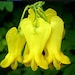 see more listings in the C D  Flower Seed List section