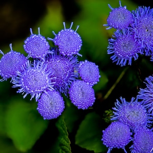Ageratum Mexicanum - Color Mix seed