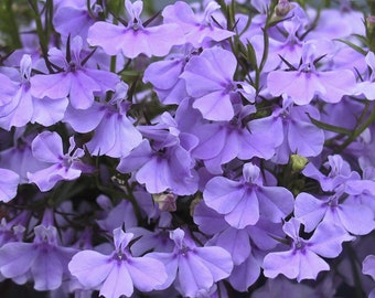 Lobelia Erinus - Twilight Lilac seed