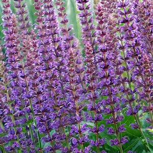 Agastache Scrophulariaefolia - Purple Giant Hyssop seed