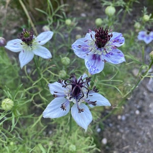 Nigella Papilosa - Delft Blue seed