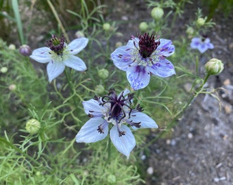 Nigella Papilosa - Delft Blue seed